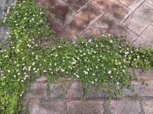 グランドカバー